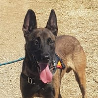 MARLEY, chien à adopter