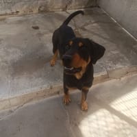 HADES ( A TROUVE SA FAMILLE), chien à adopter