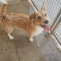 Mouki (en cours d'adoption), chienne à adopter