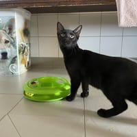 BAOBAD, chat à adopter