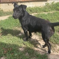 PATTY, chienne à adopter