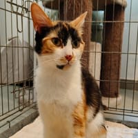 ECLIPSE (réservée), chatte à adopter