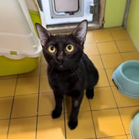 OMBRA (RESERVEE) A17535, chatte à adopter