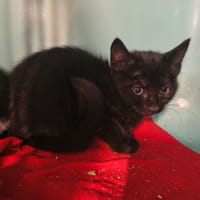 Azriel, chat à adopter