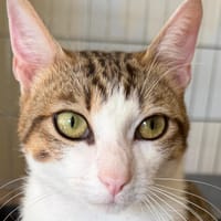 YOUENN, chat à adopter