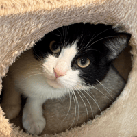 MARGUERITE A17508, chatte à adopter