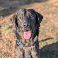 Dark, chien à adopter