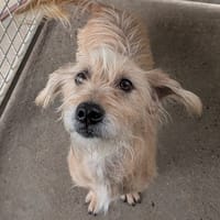briska, chienne à adopter