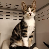 SAKE, chat à adopter