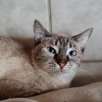 BLANCHETTE, chatte à adopter