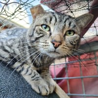 Tigrouillou, chat à adopter