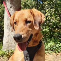 Panama, chienne à adopter