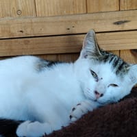 POMPONETTE, chatte à adopter