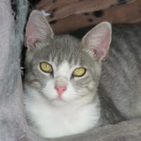 BALA, chat à adopter