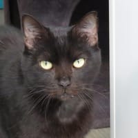 RAFALE (Réservé), chat à adopter