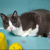 Balou/Loumy, chat à adopter