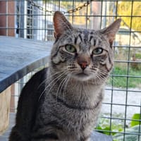 Gribouille, chat à adopter