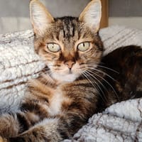 Fibi, chatte à adopter