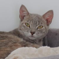 BELLA, chatte à adopter