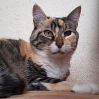 Mydriase, chatte à adopter