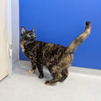 Bakhel dit mimine, chatte à adopter