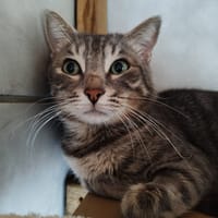 Totom, chat à adopter