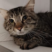 Mistou, chat à adopter