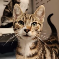 STACH, chat à adopter