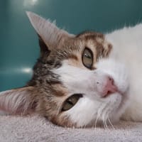 Cajoline, chatte à adopter