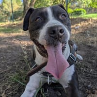 LUCKY, chien à adopter