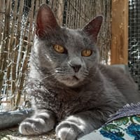 Princesse, chatte à adopter