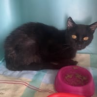 HEOL, chat à adopter
