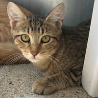 Skyline, chatte à adopter