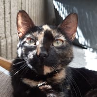 Neva, chatte à adopter