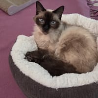 BILBO, chat à adopter