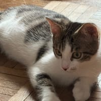 RONALDO, chat à adopter