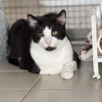 LEO, chat à adopter