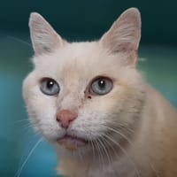 Pepin, chat à adopter
