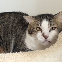 WAZA, chatte à adopter