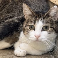 DEMBELE, chatte à adopter