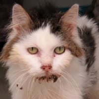 BALOO, chat à adopter