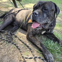 RHELFIE, chien à adopter