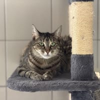 GINA, chatte à adopter