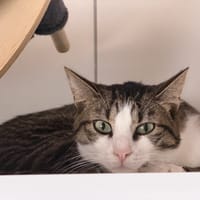 MITAINE, chat à adopter