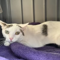 ZELDA, chat à adopter