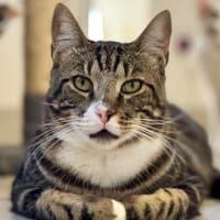 ANDY, chat à adopter