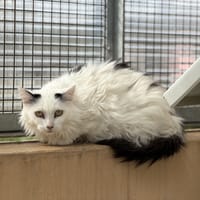 PIPO, chatte à adopter