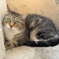Tora, chat à adopter
