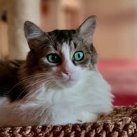 BINGA, chatte à adopter