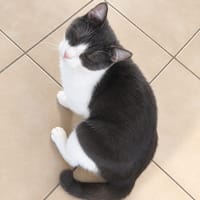 Ivoire, chatte à adopter
